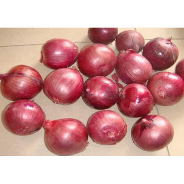 Alta qualidade New Crop Fresh Red Onion (3-5cm)